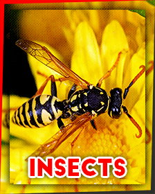 Insects