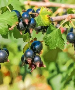 Blackcurrant Fruit Tree Diamond Painting