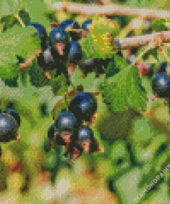 Blackcurrant Fruit Tree Diamond Painting