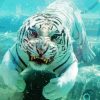 White Bengal Tiger Under Water Diamond Painting