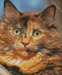 Black And Ginger Cat Animal Diamond Painting