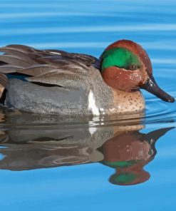 Green Winged Teal In Water Diamond Painting