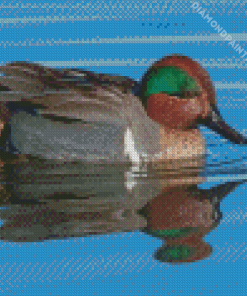 Green Winged Teal In Water Diamond Painting