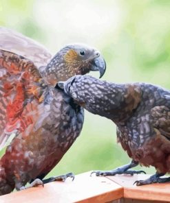 Kaka Couple Birds Diamond Painting