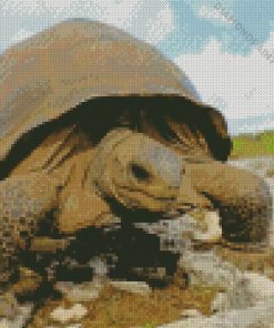 Aldabra Giant Tortoise Diamond Painting