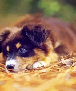 Australian Shepherd Puppy Diamond Painting