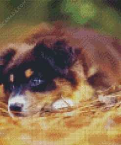 Australian Shepherd Puppy Diamond Painting