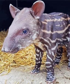 Baby Tapir Animal Diamond Painting