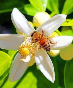 Bee On Lemon Blossoms Flower Diamond Painting