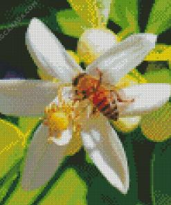 Bee On Lemon Blossoms Flower Diamond Painting