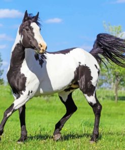 Black And White Horse Diamond Painting