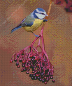 Bluetit On Elderberry Diamond Painting