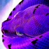 Bluish Purple Snake Head Diamond Painting