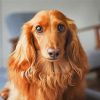 Brown Long Haired Dachshund Diamond Painting