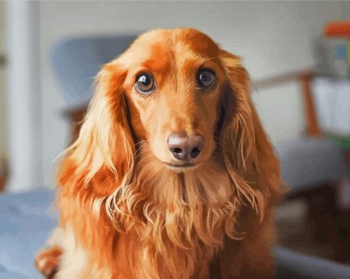 Brown Long Haired Dachshund Diamond Painting