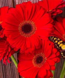 Butterfly On Red Gerbera Daisy Diamond Painting