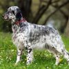 English Setter Diamond Painting