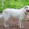 Great Pyrenees Dog Diamond Painting