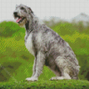 Irish Wolfhound Dog Diamond Painting