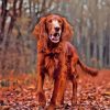 Irish Setter In Leaves Diamond Painting