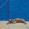 Sleeping Cat In Street Diamond Painting