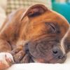 Sleepy Brindle Pitbull Diamond Painting