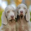 Weimaraner Puppy Dogs Diamond Painting