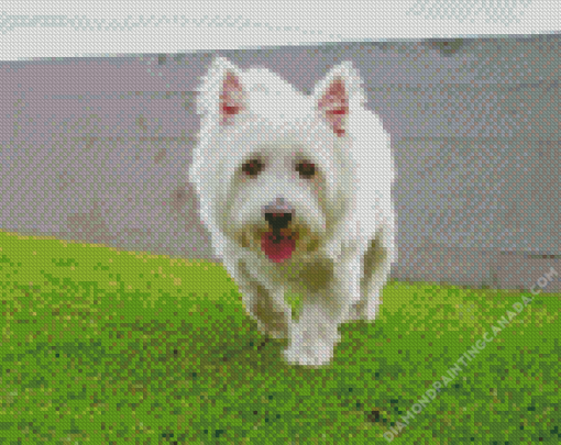 White Scottish Highland Terrier Dog Diamond Painting