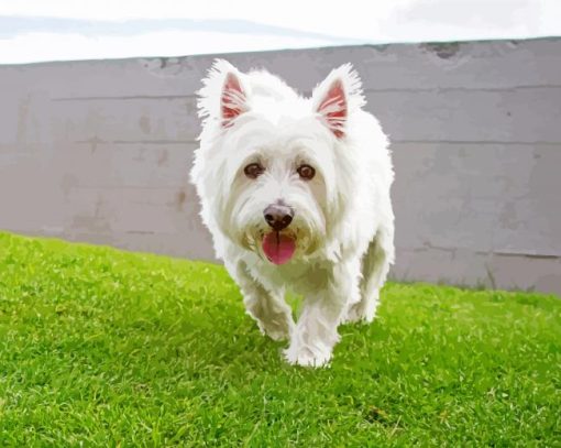 White Scottish Highland Terrier Dog Diamond Painting