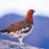 Willow Ptarmigan Diamond Painting