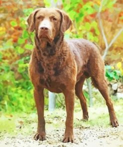 Aesthetic Chesapeake Bay Retriever Diamond Painting