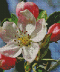 Apple Flower Diamond Painting