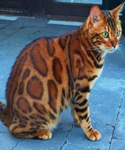 Bengal Cat With Green Eyes Diamond Painting