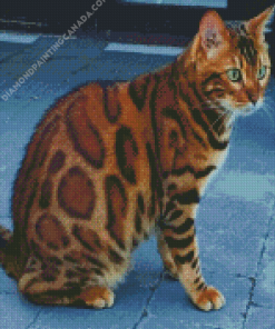 Bengal Cat With Green Eyes Diamond Painting