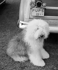 Black And White Old English Sheepdog Diamond Painting