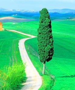 Country Road Tuscany Italy Diamond Painting