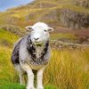 Cute Herdwick Sheep Diamond Painting