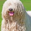 Komondor Dog Diamond Painting