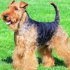 Le Welsh Terrier Un Chien Remuant Diamond Painting