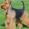 Le Welsh Terrier Un Chien Remuant Diamond Painting