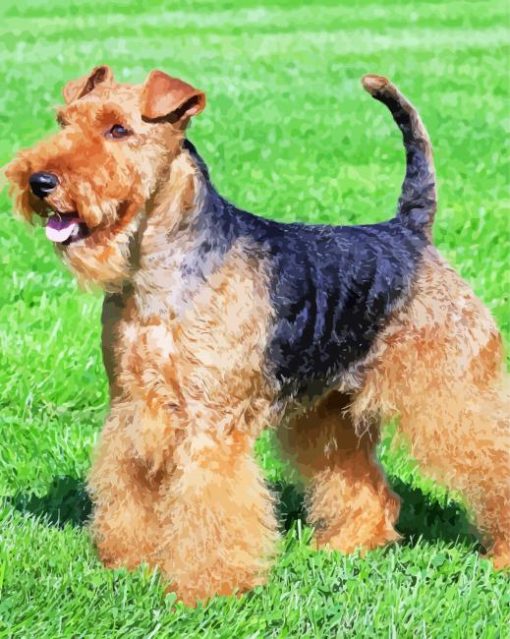 Le Welsh Terrier Un Chien Remuant Diamond Painting