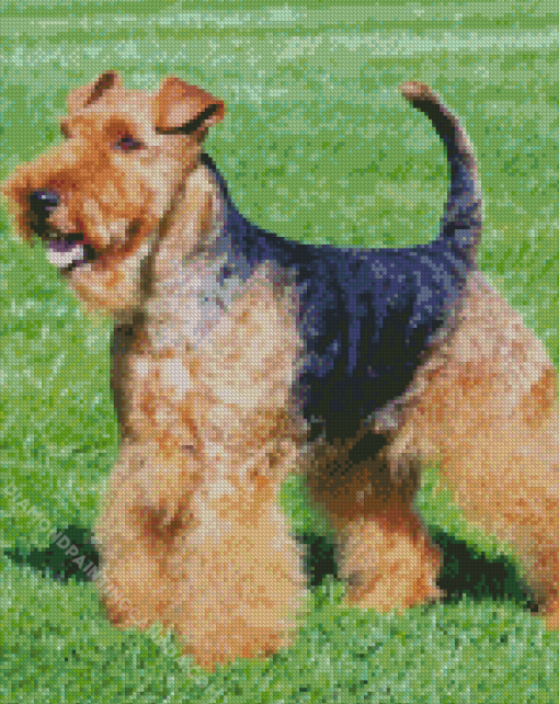 Le Welsh Terrier Un Chien Remuant Diamond Painting