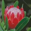 Red Proteas Flower Diamond Painting