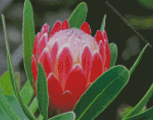 Red Proteas Flower Diamond Painting