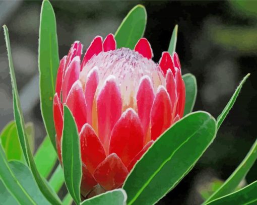 Red Proteas Flower Diamond Painting