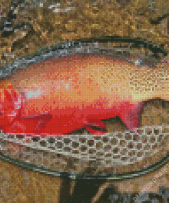 Red Cutthroat Trout Diamond Painting