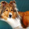 Shelties Dog Diamond Painting