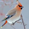 Waxwing Bird Diamond Painting