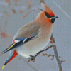 Waxwing Bird Diamond Painting