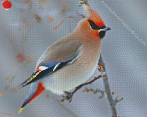 Waxwing Bird Diamond Painting